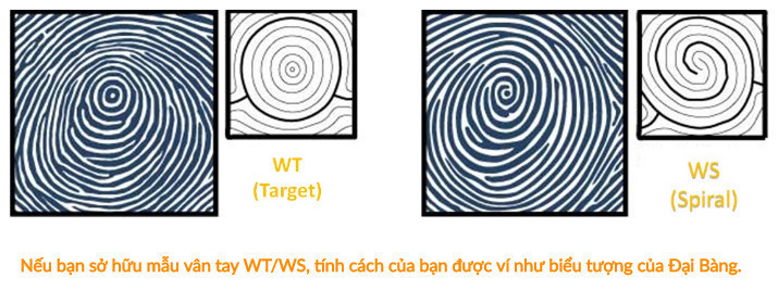 CHỦNG WT - WS (có hình tròn đồng tâm hoặc xoắn ốc)